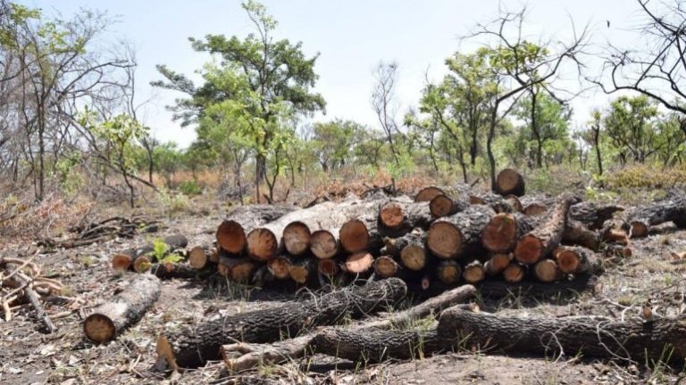 ಆರೇ ಅರಣ್ಯ ಪ್ರದೇಶದಲ್ಲಿ ZOO ಕಟ್ಟಲು ಮುಂದಾದ ಸರ್ಕಾರ: ಬೀಳಲಿದೆ ಮತ್ತಷ್ಟು ಮರಗಳಿಗೆ ಕೊಡಲಿಯೇಟು…