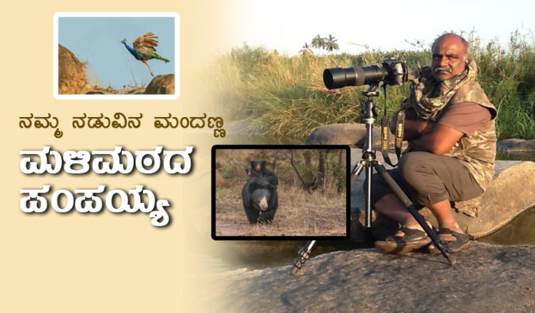 ಎಲೆಮರೆ-8 : ನಮ್ಮ ನಡುವಿನ ಮಂದಣ್ಣ – ಪರಿಸರ ಪ್ರೇಮಿ ಮಳಿಮಠದ ಪಂಪಯ್ಯ