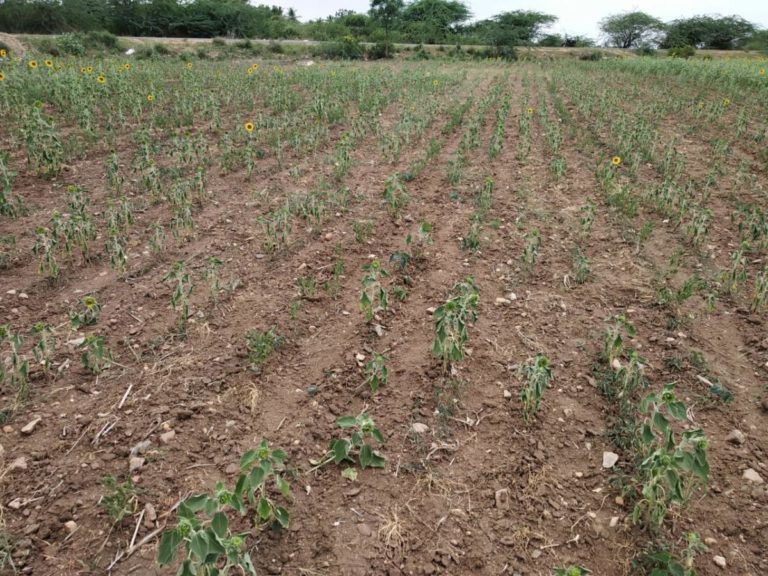 ಪೀಕ ವಿಮೆ ದಂಧೀ ಒಳಗಾ ಲಾಭ ನಷ್ಟದ ಕತಿ : ಬೈ ಡೇಟಾಮ್ಯಾಟಿಕ್ಸ್