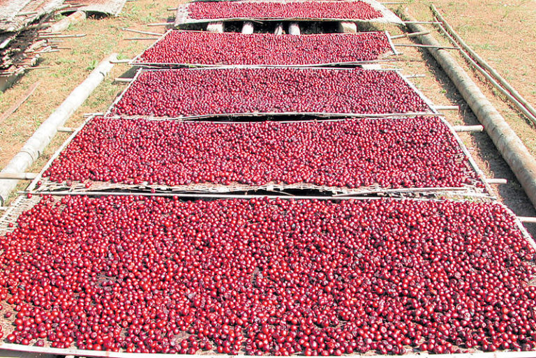 ಅಡಿಕೆ ಬೆಳೆಗಾರರನ್ನು ರಕ್ಷಿಸುವರೆ ಈ ಆರು ಜನ ಮಾನಗೇಡಿ ಸಂಸದರು?