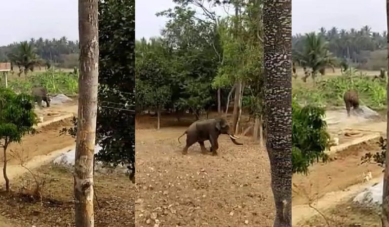 ತುಮಕೂರು ಜಿಲ್ಲೆಯ ವೃದ್ದನ ಮೇಲೆ ಆನೆ ದಾಳಿ: ಸ್ಥಳದಲ್ಲೇ ಸಾವು.. ವಿಡಿಯೋ ನೋಡಿ