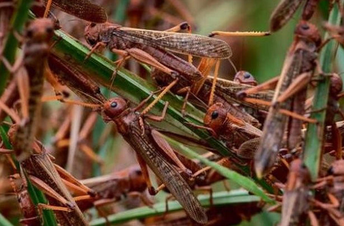 Rust Insect India ಭಾರತಕ್ಕೆ ದಾಳಿ ಇಟ್ಟ ಮಿಡತೆಗಳು, ಕರ್ನಾಟಕಕ್ಕಿಲ್ಲ ಭಯ; ಏಕೆ ಗೊತ್ತಾ?