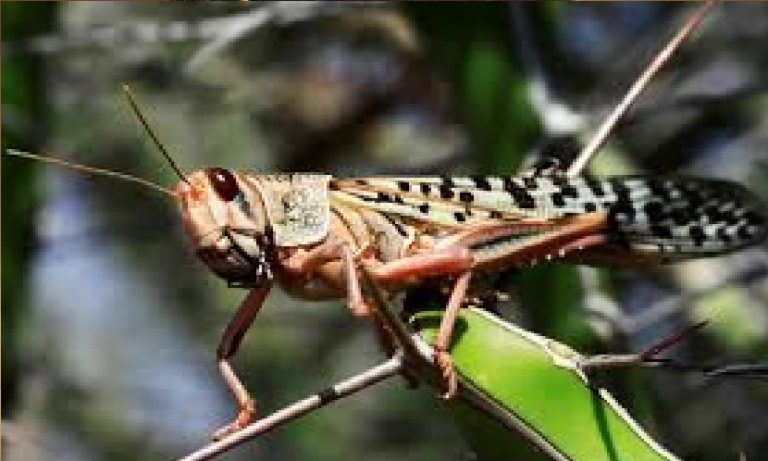 ಮಿಡತೆ ದಾಳಿ