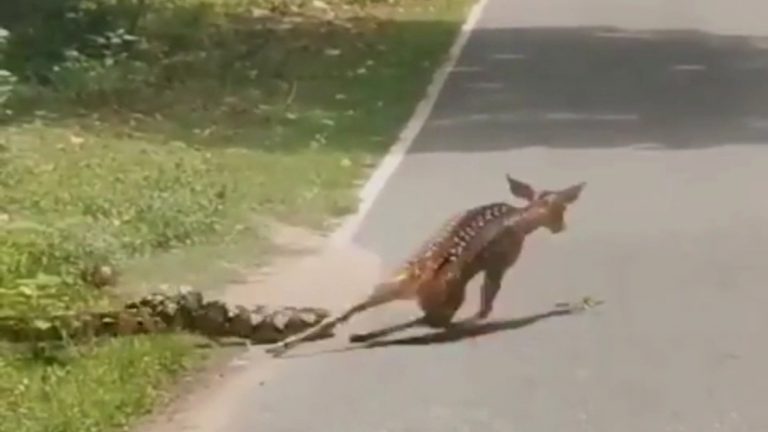 ಹೆಬ್ಬಾವಿಗೆ ಬಡಿದು ಜಿಂಕೆ ಉಳಿಸಿದ ಘಟನೆಯ ಸುತ್ತ; ನೀತಿಶಾಸ್ತ್ರ ಮತ್ತು ಪ್ರಕೃತಿ ನಿಯಮಗಳು ಒಂದಕ್ಕೊಂದು ಪೂರಕವೇ?