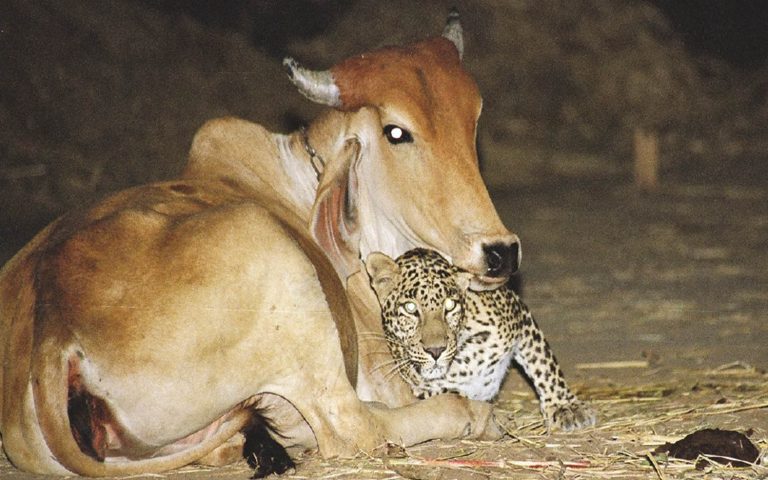 ಫ್ಯಾಕ್ಟ್‌ಚೆಕ್: ಅಸ್ಸಾಂನಲ್ಲಿ ತಾಯಿ ಕಳೆದುಕೊಂಡ ಚಿರತೆ ಮರಿಗೆ ಅಮ್ಮನ ಪ್ರೀತಿ ನೀಡಿದ ಸಾಕಿದ ಹಸು?