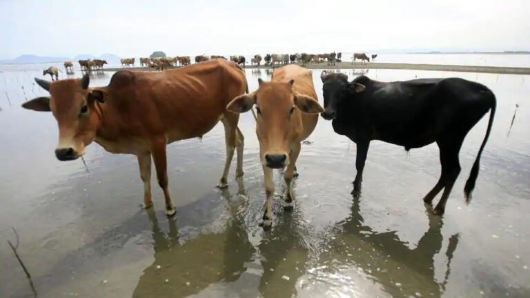 ಛತ್ತೀಸ್‌ಗಡ: ಗೋವು ರಾಜಕೀಯ ಮಾಡಿದ ಕಾಂಗ್ರೆಸ್; ಬಿಜೆಪಿಯಿಂದ ವಿರೋಧ...!