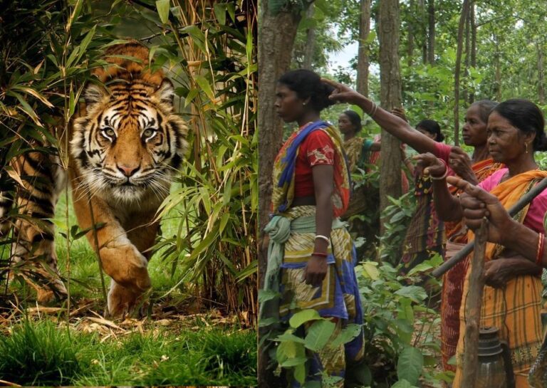 ಹುಲಿಗಳಿಗೆ ಧಾಮ! ರೈತ, ಆದಿವಾಸಿಗಳಿಗೆ ಪಂಗನಾಮ!!