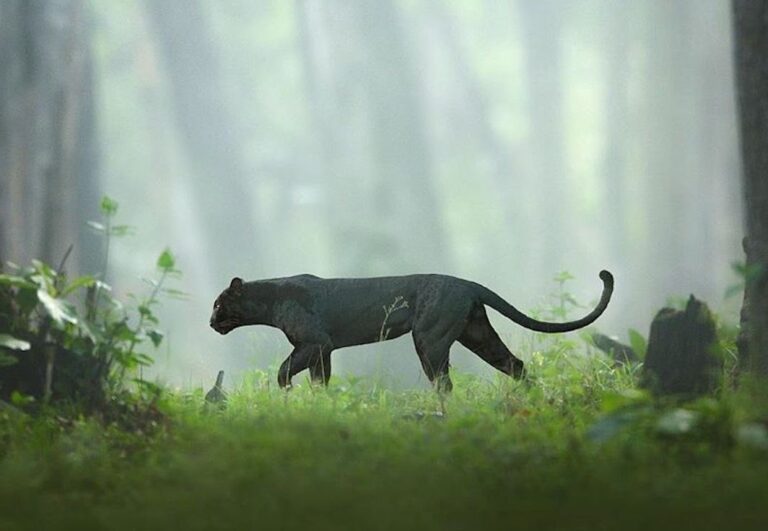 ಕರ್ನಾಟಕದ ಕರಿ ಚಿರತೆ; ಜಂಗಲ್ ಬುಕ್‌‌ ಸಿನಿಮಾದ ’ಬಘೀರಾ’ ಎಂದ ನೆಟ್ಟಿಗರು..!