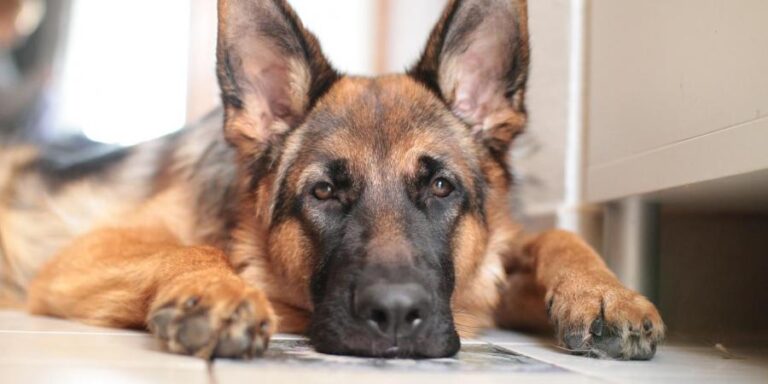 ಮೊದಲ ಕೊರೊನಾ ಸೋಂಕಿತ ಜರ್ಮನ್ ಶೆಫರ್ಡ್ ತಳಿಯ ನಾಯಿ ಸಾವು