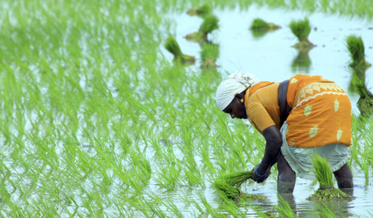 ಹೊಂಬಾಳೆ 3: ಸ್ತ್ರೀಕರಣಗೊಳ್ಳುತ್ತಿರುವ ಕೃಷಿಯಲ್ಲಿ ಮಹಿಳೆ ಉಳಿದರೆ, ಕೃಷಿಯೂ ಉಳಿದೀತು!