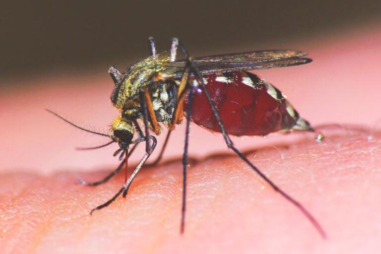 ಕ್ಯಾಟ್‌ ಕ್ಯೂ ವೈರಸ್: ಕೊರೊನಾದಂತೆಯೇ ಮತ್ತೊಂದು ಅಪಾಯಕಾರಿ ವೈರಸ್: ICMR ಆತಂಕ