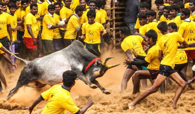 ಜಲ್ಲಿಕಟ್ಟು ಕ್ರೀಡೆಗೆ ಒಪ್ಪಿಗೆ: ಕೊರೊನಾ ಮಾರ್ಗಸೂಚಿ ಪಾಲಿಸಿ ಎಂದ ತಮಿಳುನಾಡು ಸರ್ಕಾರ