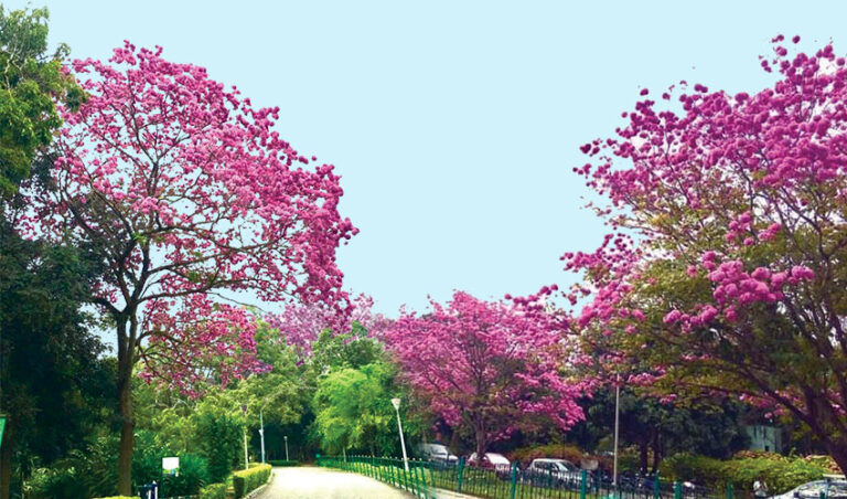 ಸಂತಸ ಅರಳುವ ಸಮಯ; ಬೆಂಗಳೂರು ಮತ್ತು ಟಬೂಬಿಯಾ ಹೂಗಳ ಸಂಭ್ರಮ