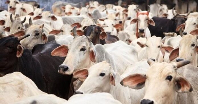 ಗೋಹತ್ಯೆ