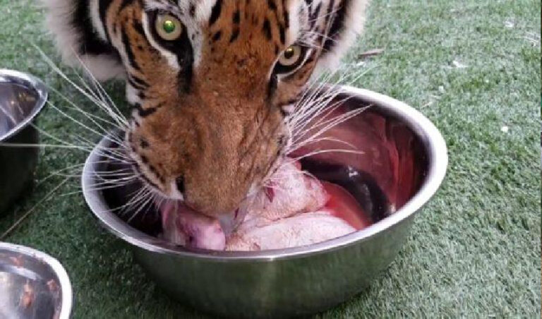 ಗೋಹತ್ಯೆ ನಿಷೇಧ ಮಸೂದೆ: ಆತಂಕ ವ್ಯಕ್ತಪಡಿಸಿದ ಮೃಗಾಲಯದ ಅಧಿಕಾರಿಗಳು!