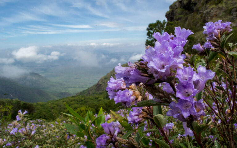 ಗೌರಿ ಕಾರ್ನರ್: ಸೌಹಾರ್ದ ಗಿರಿಯಲ್ಲಿ ನಿಸರ್ಗದ ’ನೀಲಿಗ್ಯಾನ’