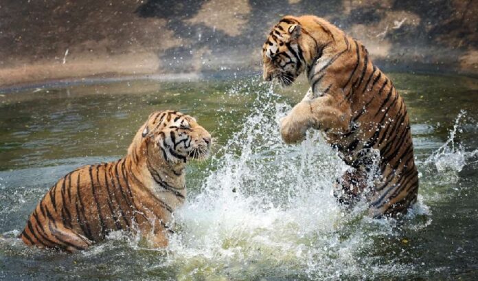 ರಣಥಂಬೂರ್‌‌ ಟೈಗರ್‌ ರಿಸರ್ವ್‌ನಲ್ಲಿ ನಾಲ್ಕು ಹುಲಿಗಳು ಒಂದು ವರ್ಷದಿಂದ ನಾಪತ್ತೆ