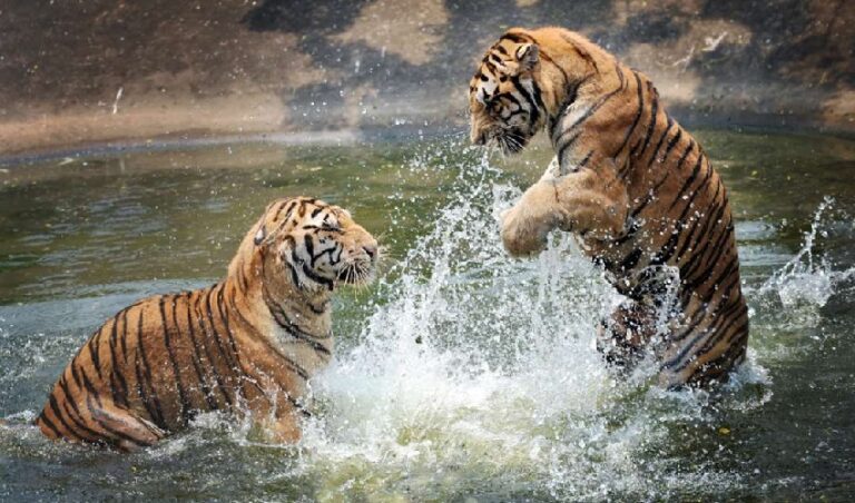 ರಣಥಂಬೂರ್‌‌ ಟೈಗರ್‌ ರಿಸರ್ವ್‌ನಲ್ಲಿ ನಾಲ್ಕು ಹುಲಿಗಳು ಒಂದು ವರ್ಷದಿಂದ ನಾಪತ್ತೆ