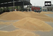 ಪಂಜಾಬ್ನ ಮಂಡಿ ಆವರಣದಲ್ಲಿ ಗಾಳಿ, ಮಳೆಯಲ್ಲಿ ರೈತರ ಬೆಳೆಗಳು, ವ್ಯವಸ್ಥೆ ಸರಿಯಾಗಿದೆ ಎಂದ ಸಚಿವ! ಪಂಜಾಬ್ನ ಮಂಡಿ ಆವರಣದಲ್ಲಿ ಗಾಳಿ, ಮಳೆಯಲ್ಲಿ ರೈತರ ಬೆಳೆಗಳು, ವ್ಯವಸ್ಥೆ ಸರಿಯಾಗಿದೆ ಎಂದ ಸಚಿವ!