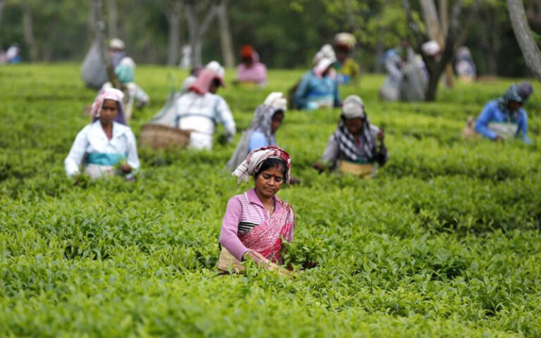 ಬಹುಜನ ಭಾರತ: ಚಹಾ ತೋಟಗಳ ನವಗುಲಾಮಗಿರಿಯಲ್ಲಿ ನರಳಿರುವ ಆದಿವಾಸಿಗಳು
