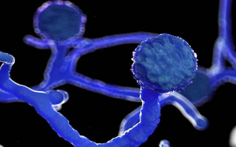 ರಾಜಸ್ಥಾನದಲ್ಲಿ ಬ್ಲಾಕ್ ಫಂಗಸ್‌ ಸಾಂಕ್ರಾಮಿಕ ರೋಗ ಎಂದು ಘೋಷಣೆ