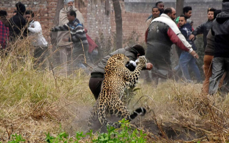 ಮಾನವ ಮತ್ತು ವನ್ಯಜೀವಿ ಸಂಘರ್ಷ ನಮ್ಮ ಅಭಿವೃದ್ಧಿ ನೀತಿಗಳ ಫಲ
