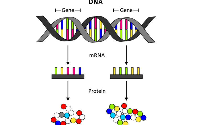 ಎಂಆರ್‌ಎನ್‌ಎ ಲಸಿಕೆಗಳು; ಸಂಶೋಧನೆ ಮತ್ತು ವಿಜ್ಞಾನ