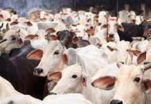 ರಾಜ್ಯದ ಪ್ರತಿ ಜಿಲ್ಲೆಯಲ್ಲೂ ಗೋಶಾಲೆ ನಿರ್ಮಾಣ: ಬಸವರಾಜ ಬೊಮ್ಮಾಯಿ