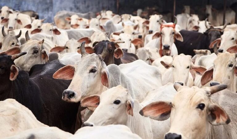 ರಾಜ್ಯದ ಪ್ರತಿ ಜಿಲ್ಲೆಯಲ್ಲೂ ಗೋಶಾಲೆ ನಿರ್ಮಾಣ: ಬಸವರಾಜ ಬೊಮ್ಮಾಯಿ