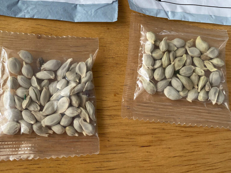 ಚೀನಾದಿಂದ ಶಂಕಾಸ್ಪದ ಬಿತ್ತನೆ ಬೀಜ ಪಾರ್ಸೆಲ್ ಆರೋಪ: ಆಧಾರವಿಲ್ಲದೇ ಕೃಷಿ ಅಧಿಕಾರಿಯ ಪತ್ರಿಕಾ ಹೇಳಿಕೆ!