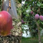 ಮಿಯಝಾಕಿ