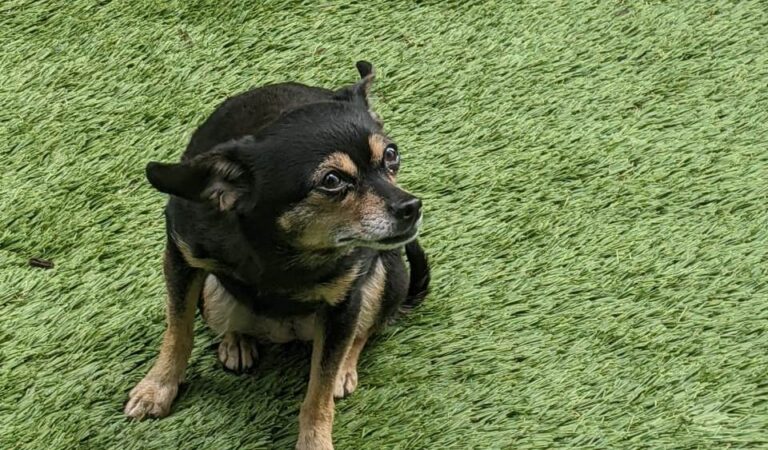 ಪ್ರವಾಸ-ಪ್ರಬಂಧ; ನಾಯಿ ಕಕ್ಕ ಮಾಡಿಸಿ ಎಣಿಸಬಹುದು ಲಕ್ಷ ಲಕ್ಷ!