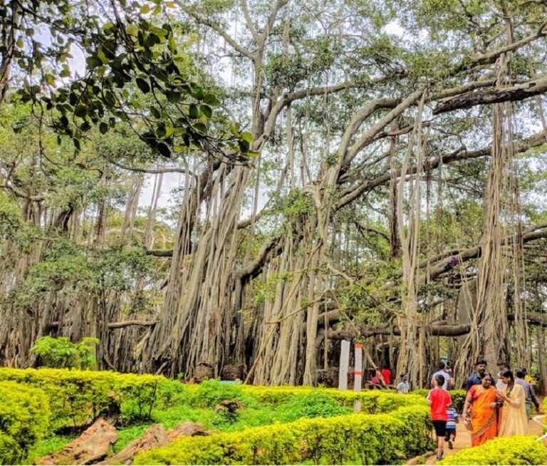 ಕೋವಿಡ್‌ ನಿರ್ಬಂಧ ತೆರವು: ದೊಡ್ಡ ಆಲದ ಮರಕ್ಕೆ ಪ್ರವಾಸಿಗರ ದಂಡು