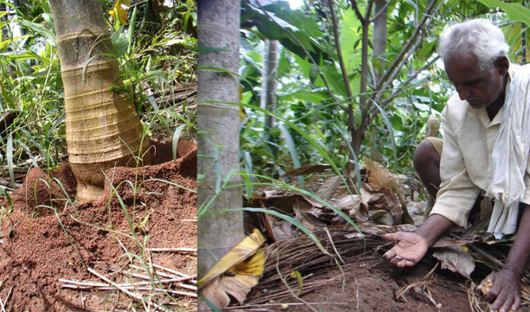 ನಮ್ಮ ತೋಟದ ಸಾಲಿಗೆ ನೀವೂ ಬನ್ನಿ-5: ಗೊಬ್ಬರೋತ್ಪಾದಕ ಗೆದ್ದಲುಗಳಿಗೊಂದು ಸಲಾಂ