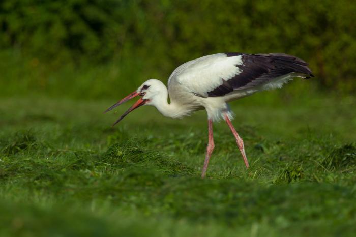 ನಮ್ಮ ತೋಟದ ಸಾಲಿಗೆ ನೀವೂ ಬನ್ನಿ-2: ಈ ಹಕ್ಕಿಗಳು ಎಲ್ಲಿರುತ್ತವೋ ಏನೋ?