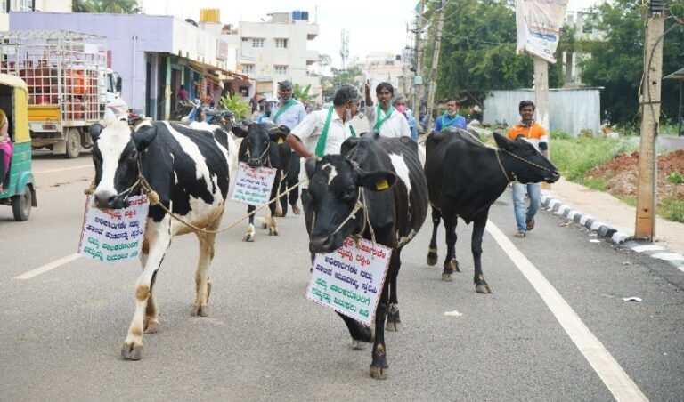 ರಾಮಗೊಂಡನಹಳ್ಳಿ: ತಮ್ಮ ನೆಲವನ್ನು ಕಸಿಯುತ್ತಿರುವ ಸರ್ಕಾರದ ವಿರುದ್ಧ ಪ್ರತಿಭಟಿಸಿದ ದನಗಳು!