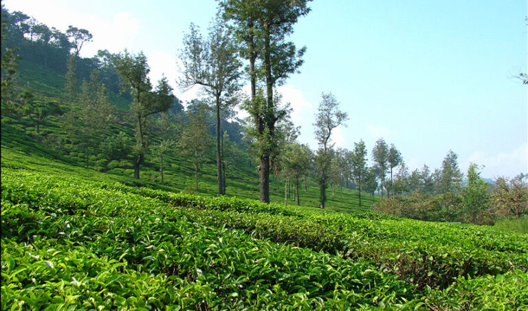 ನಮ್ಮ ಕೃಷಿಯಿಂದಾಗಿ ಕೋಟಿಗಟ್ಟಲೆ ಟನ್ ಮಣ್ಣು ಅರಬ್ಬೀ ಸಮುದ್ರ ಸೇರ್ತಾ ಇದೆ…