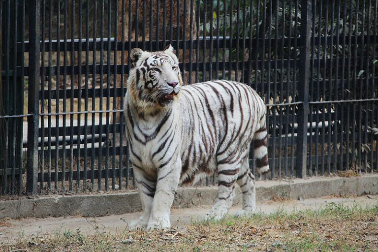 ಮೃಗಾಲಯಗಳು, ರಕ್ಷಣಾ ಕೇಂದ್ರಗಳು ಪ್ರಾಣಿಗಳಿಗೆ ಜೈಲುಗಳಾಗುತ್ತಿವೆ: ತಜ್ಞರು