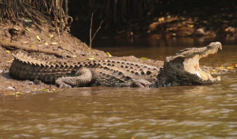 ಮೀನುಗಾರಿಕೆಗೆ ತೆರಳಿದ ಬಾಲಕನನ್ನು ಎಳೆದೊಯ್ದ ಮೊಸಳೆ | Naanu Gauri