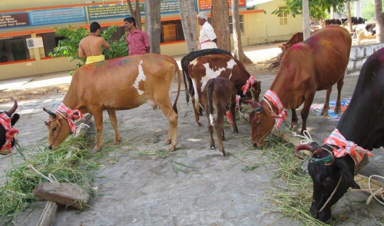 ದೀಪಾವಳಿಯಂದು ದೇವಾಲಯಗಳಾದ್ಯಂತ ‘ಗೋ ಪೂಜೆ’ ಮಾಡಲು ಆದೇಶಿಸಿದ ರಾಜ್ಯ ಸರ್ಕಾರ | Naanu Gauri