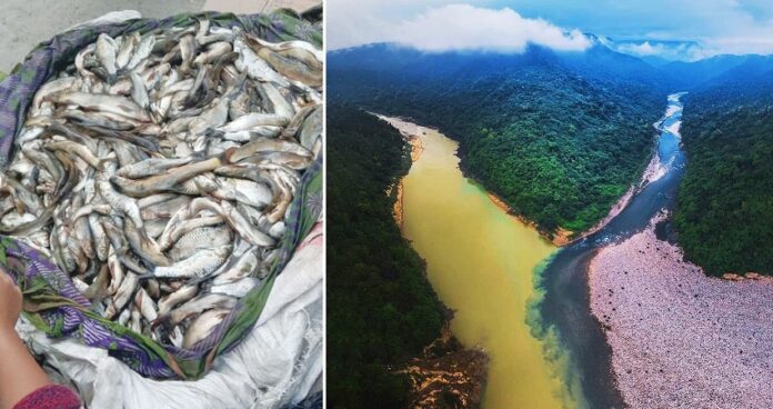 ಅರುಣಾಚಲ ಪ್ರದೇಶ: ಕಪ್ಪು ಬಣ್ಣಕ್ಕೆ ತಿರುಗಿದ ನದಿ; ಸಾವಿರಾರು ಮೀನುಗಳ ಸಾವು! | Naanu gauri
