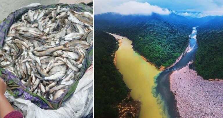 ಅರುಣಾಚಲ ಪ್ರದೇಶ: ಕಪ್ಪು ಬಣ್ಣಕ್ಕೆ ತಿರುಗಿದ ನದಿ; ಸಾವಿರಾರು ಮೀನುಗಳ ಸಾವು! | Naanu gauri