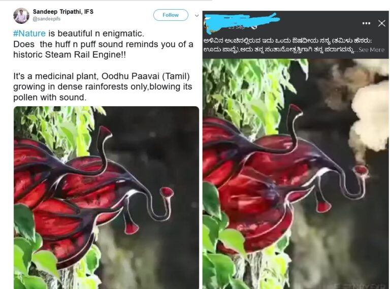 ಫ್ಯಾಕ್ಟ್‌ ಚೆಕ್‌: ‘ಊದುಪಾವೈ’ ಔಷಧೀಯ ಸಸ್ಯದ ಕಥೆ ಓದಿ ನಕ್ಕುಬಿಡಿ!