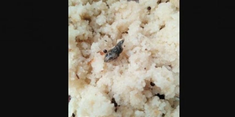 ಆಹಾರದಲ್ಲಿ ಸತ್ತ ಹಾವು ಪತ್ತೆ: 52 ವಿದ್ಯಾರ್ಥಿಗಳು ಆಸ್ಪತ್ರೆಗೆ ದಾಖಲು | Naanu gauri