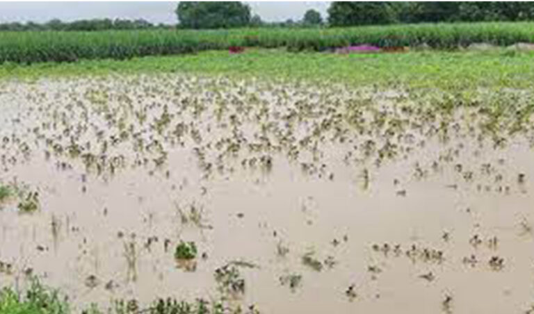 ಉತ್ತರ ಕನ್ನಡ; ಅಕಾಲಿಕ ಮಳೆ ಹಾವಳಿಗೆ ಅನ್ನದಾತನ ಬೆಳೆ-ಬದುಕು ಮೂರಾಬಟ್ಟೆ