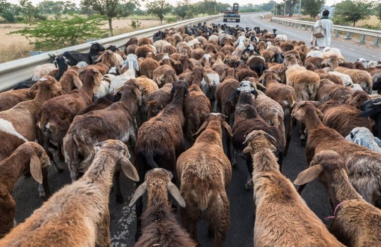 ಚಿತ್ರದುರ್ಗದಲ್ಲಿ ರಸ್ತೆ ದಾಟುತ್ತಿದ್ದ ಕುರಿಗಳ ಮೇಲೆ ಹರಿದ ಲಾರಿ: ಕುರಿಗಾಹಿ, 70 ಕುರಿಗಳ ದಾರುಣ ಸಾವು