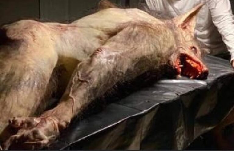 ಫ್ಯಾಕ್ಟ್‌ಚೆಕ್: ತುಮಕೂರು ಜಿಲ್ಲೆಗೆ ಮನುಷ್ಯ ರೂಪದ ವಿಚಿತ್ರ ಪ್ರಾಣಿ ಬಂದಿದ್ದು ನಿಜವೇ?