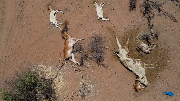 ಪೂರ್ವ ಆಫ್ರಿಕಾ: ಭೀಕರ ಬರದಿಂದಾಗಿ ಬೀದಿಯಲ್ಲಿ ಸಾಯುತ್ತಿರುವ ವನ್ಯಜೀವಿ ಮತ್ತು ಜಾನುವಾರುಗಳು