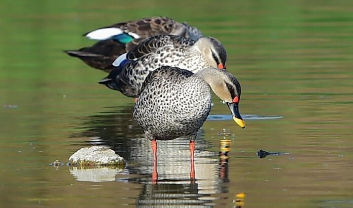 80 ಜಾತಿಯ ಪಕ್ಷಿಗಳನ್ನು ಗುರುತಿಸಿದ ತಮಿಳುನಾಡು | Naanu gauri