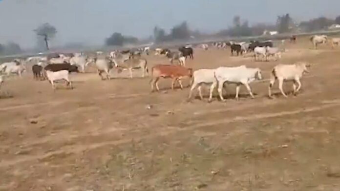 ಯುಪಿ ಸಿಎಂ ರ್‍ಯಾಲಿ ನಡೆಯುವ ಮೈದಾನಕ್ಕೆ ಬಿಡಾಡಿ ದನಗಳನ್ನು ಬಿಟ್ಟ ರೈತರು! | Naanu Gauri